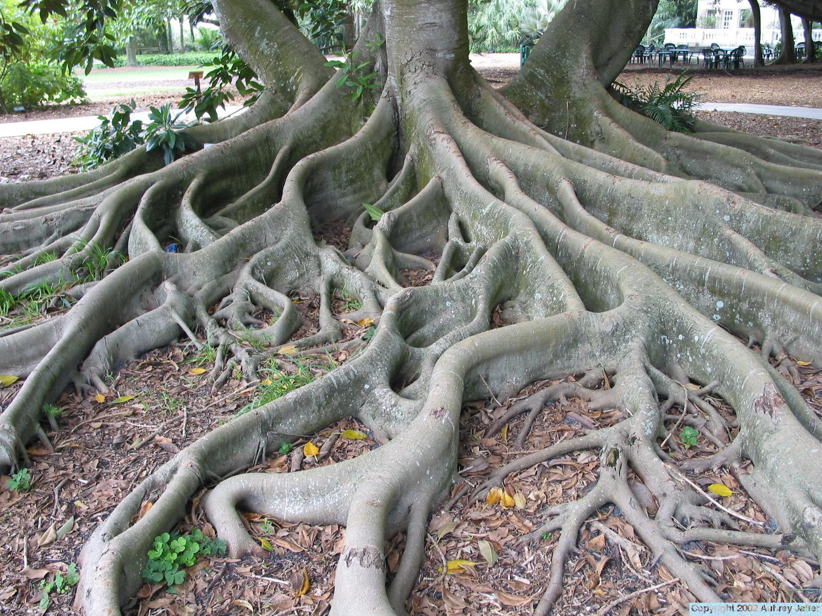Корни дол. Темир Агач дерево. Баньян растение. Железное дерево субтропики. Железное дерево Тайланд.